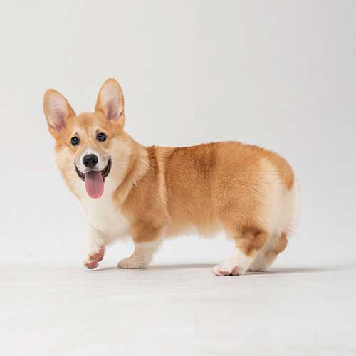 fatty-corgi-g-Dui8tCdrI-unsplash